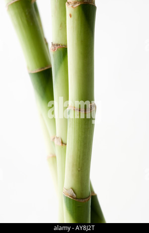 Bamboo, close-up Stock Photo