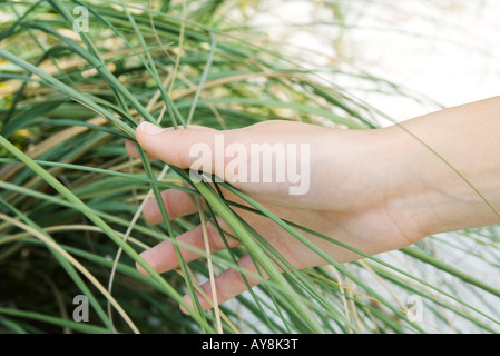 Hand touching tall grass, close-up, cropped Stock Photo
