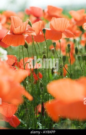 Poppies growing in field, close-up Stock Photo