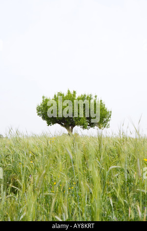 Lone tree growing in field Stock Photo