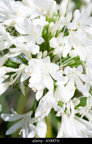 African lily, close-up Stock Photo