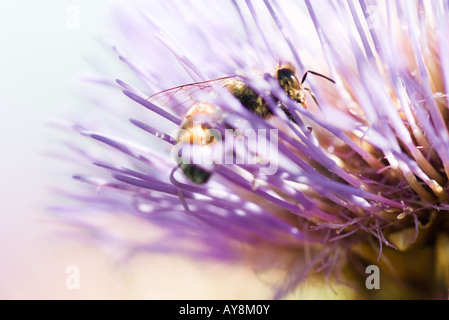 Bee on thistle flower, extreme close-up Stock Photo
