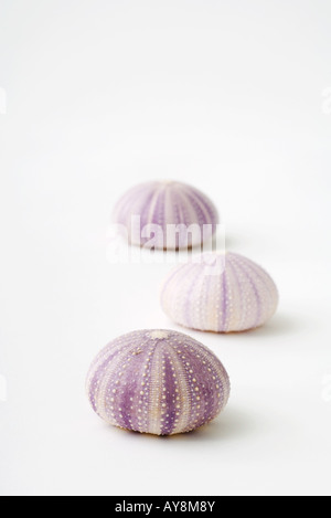 Sea urchins shells Stock Photo