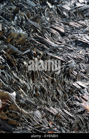 Driftwood, close-up, full frame Stock Photo