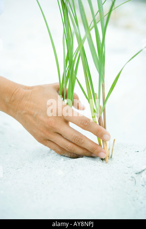 Hand touching dune grass growing in sand, close-up Stock Photo