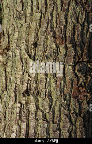 Tree bark, close-up, full frame Stock Photo