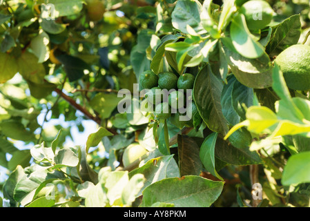 Limes growing on tree branch, close-up