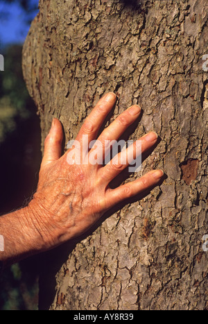 "Male hand on trunk of apple tree" Stock Photo