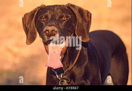 "male "^German Short ^Haired ^Pointer" dog, USA" Stock Photo