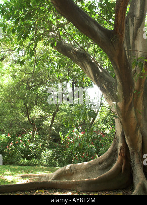 Pipal tree (Ficus religiosa) sacred tree at Tiruchendur, Tamil Nadu ...