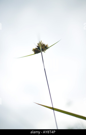 Blade of tall grass, low angle view Stock Photo