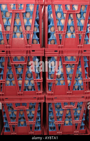 Crates of Eggs Waiting to be Cleaned and Prepared on Trays to go into an Incubator on a Commercial Poultry Farm Stock Photo