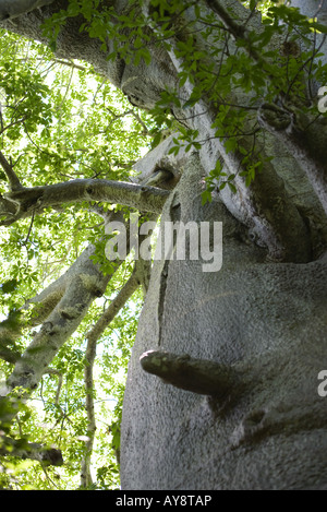 Baobab tree, close-up, low angle view Stock Photo