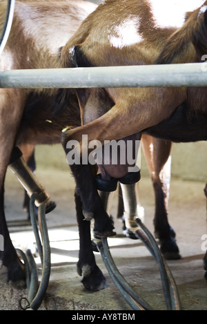 Goats being milked by milking machines, cropped view Stock Photo