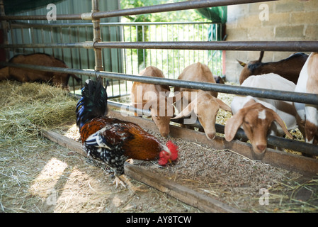 Rooster and goats in barn, eating out of shared trough Stock Photo
