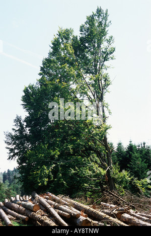 Timber piled in front of tree Stock Photo