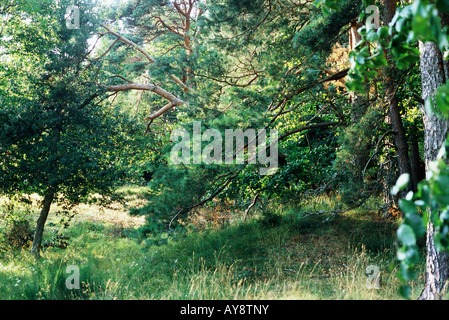 Trees and grassy meadow Stock Photo