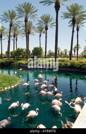 Palm Springs California CA Desert Springs JW Marriott Resort & Spa in Palm Desert, Flamingo's standing in water in a pond,  nex Stock Photo