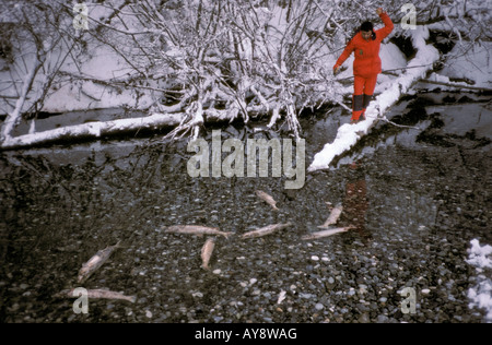 saumon mort apres la ponte des oeufs Dead spawned out Chum Dog Salmon in gravel along Chilkat River in winter Haines NW Alaska U Stock Photo