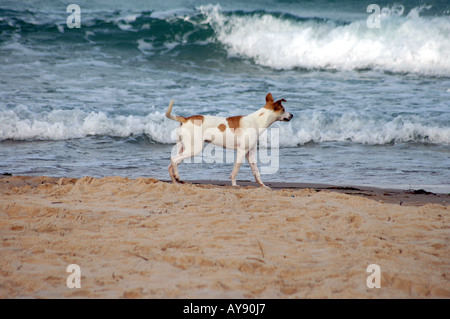 Dog on an a beach in Sousse city in Tunisia Stock Photo