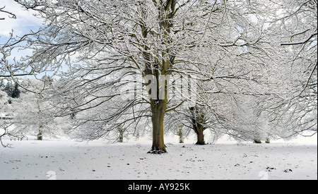 Snow covered trees in the oxfordshire countryside. UK Stock Photo