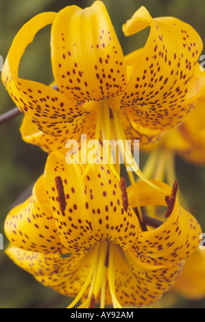 Lilium Citronella Group (Lily) Division Ic Asiatic hybrid Stock Photo