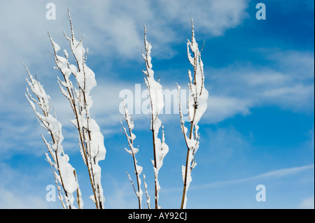 Dried Grass covered in snow against a cloudy blue sky Stock Photo