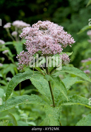 Joe Pye weed, Eupatorium purpureum, in bloom Stock Photo