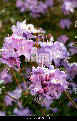 APRIL SNOW ON RHODODENDRON RUSSATUM Stock Photo