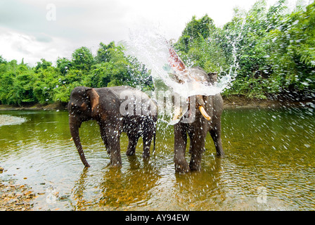 Asian Elephant Elephus maximus Spraying water with trunk Stock Photo