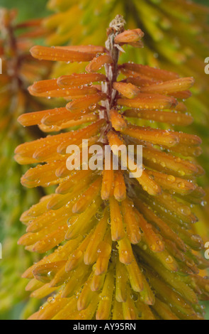 Kniphofia 'Bees' Sunset' AGM (Red hot poker, Torch lily) Stock Photo