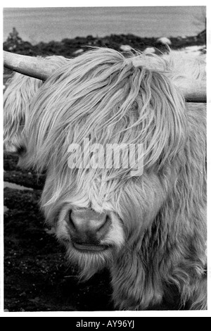 A highland cow with long hair covering its eyes and characteristic long ...
