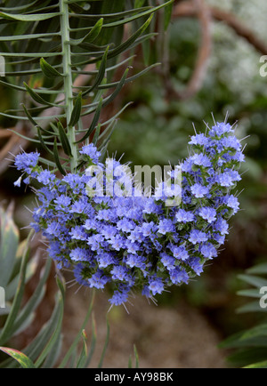 Blue Bugloss or Blueweed Echium acanthocarpum acanthocarpus Boraginaceae Stock Photo