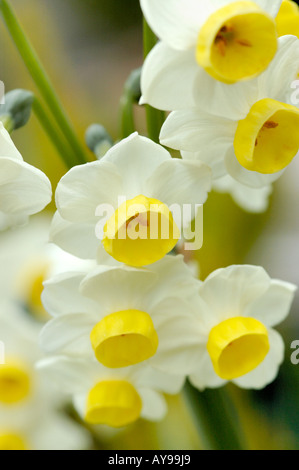 daffodil flower heads in groups of flowering plants Stock Photo