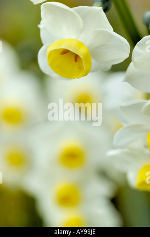 daffodil flower heads in groups of flowering plants Stock Photo