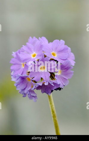 primula denticulata purple flower heads Stock Photo