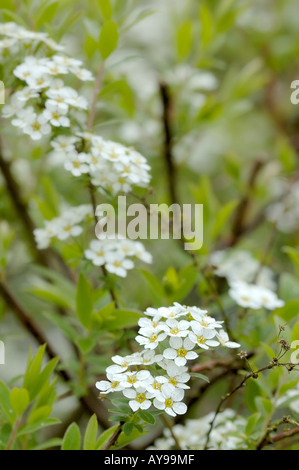 achillia white flower General Yarrow Stock Photo