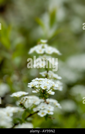 achillia white flower General Yarrow Stock Photo