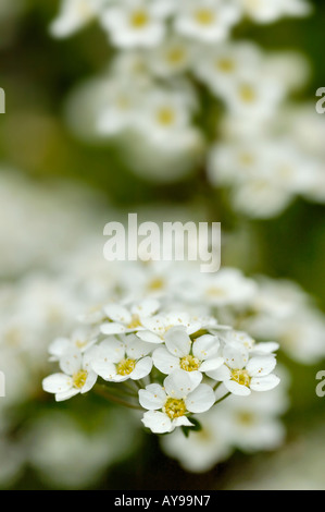 achillia white flower General Yarrow Stock Photo