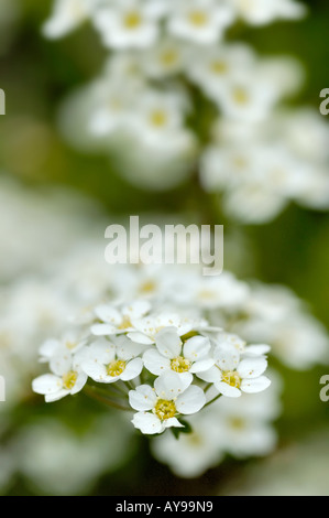 achillia white flower General Yarrow Stock Photo
