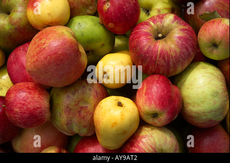 English apples from Cornwall. Stock Photo