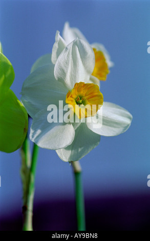 daffodil flower heads in groups of flowering plants Stock Photo