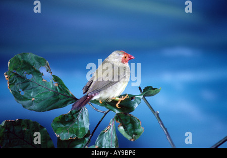 Star Finch Neochmia ruficauda Perched Captive Stock Photo