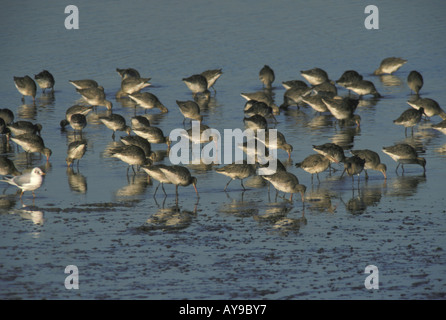 Black tailed Godwit Limosa limosa Group standing in shallow water Stock Photo