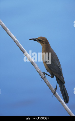 Boat tailed Grackle Quiscalus mexicanus Female Florida Stock Photo