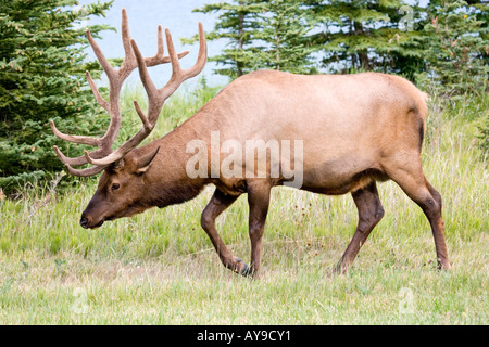 Rocky Mountain Bull Elk grazing Stock Photo