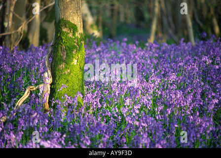 Bluebells Surrounding A Moss Covered Tree Trunk In Dorset UK Stock Photo