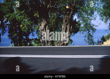 Old Olive Trees Along Roadside On Corfu Island Stock Photo