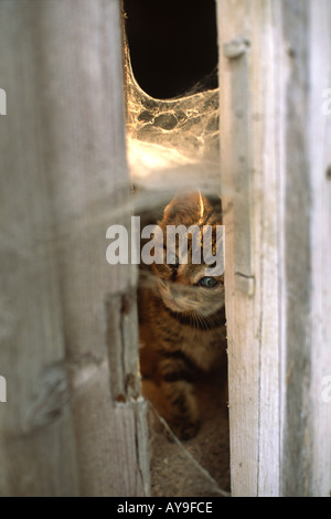 Farm kitten peeking through the gap of a barn door which is covered in cobwebs and lit by a shaft of natural daylight Dorset UK Stock Photo