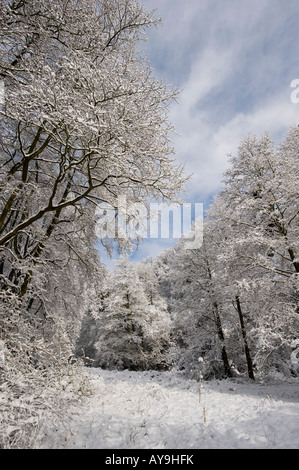 Snow covered trees in the english countryside. Oxfordshire, England Stock Photo